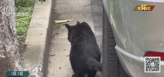 风暴娱乐主管：香水喷喷就没了？上海阿姨把自家房子给猫住！楼道里一股味道，邻居崩溃