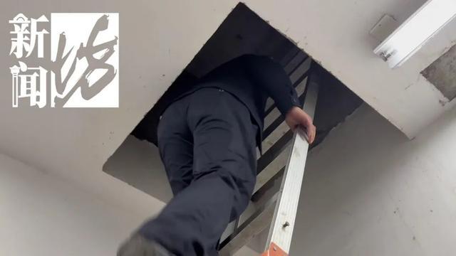 风暴娱乐主管：香水喷喷就没了？上海阿姨把自家房子给猫住！楼道里一股味道，邻居崩溃