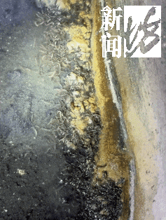 风暴娱乐主管：香水喷喷就没了？上海阿姨把自家房子给猫住！楼道里一股味道，邻居崩溃